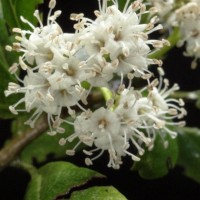 Ehretia aspera Willd.